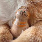 ペット 犬型収納ボックス 猫と犬の毛収納用 犬毛 透明ボトル ペットひげ・抜け毛収納 遺毛入れ 思い出保存 カプセル型毛髪収納容器