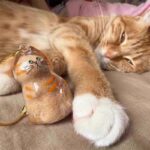 ペット 犬型収納ボックス 猫と犬の毛収納用 犬毛 透明ボトル ペットひげ・抜け毛収納 遺毛入れ 思い出保存 カプセル型毛髪収納容器